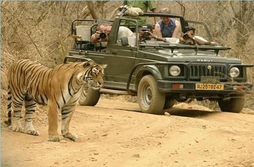 Photo of New Safari Zones Open Up in Sariska Tiger Reserve for Tourists by Kuntala Banerjee