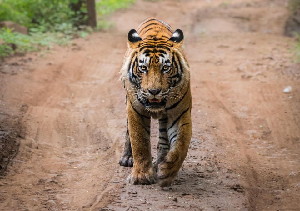 Photo of New Safari Zones Open Up in Sariska Tiger Reserve for Tourists by Kuntala Banerjee