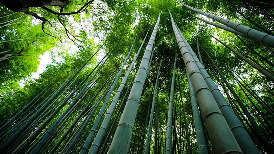 Photo of Experience the Rustic Charm at India’s First Bamboo Village in Tripura by Kuntala Banerjee