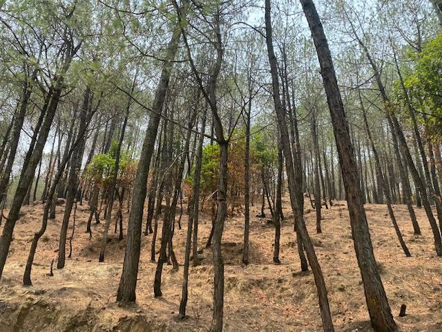 Photo of The 8-day Itinerary You Need to Explore the Best of Himachal With Your Fam this Summer by Kuntala Banerjee