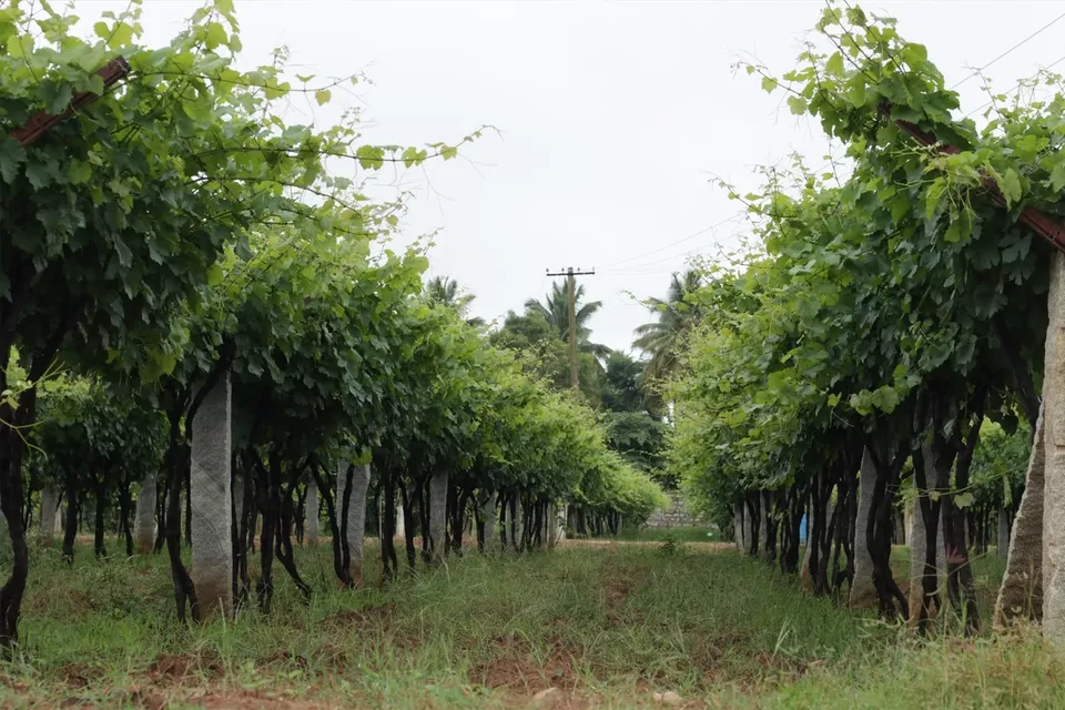 Photo of 7 Vineyards Near Bangalore for a Perfect Day Trip by Aparajita