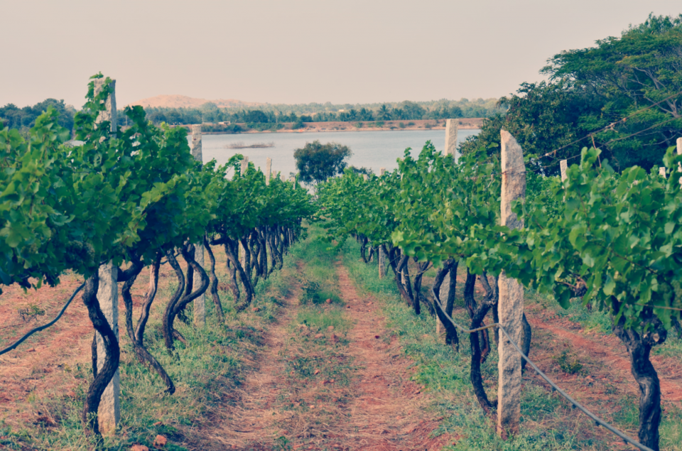 Photo of 7 Vineyards Near Bangalore for a Perfect Day Trip by Aparajita