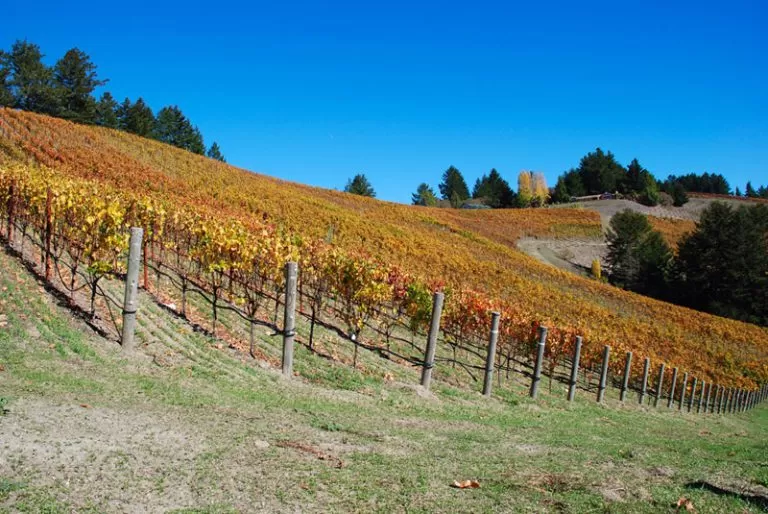 Photo of 7 Vineyards Near Bangalore for a Perfect Day Trip by Aparajita