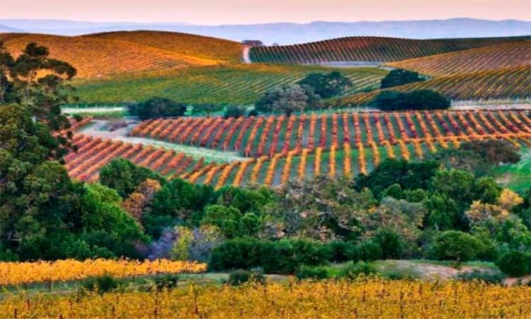 Photo of Napa Valley in San Francisco by Enotus