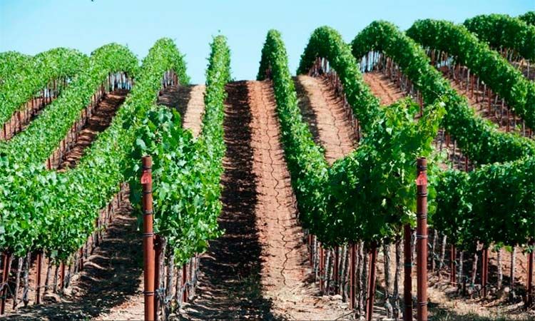 Photo of Napa Valley in San Francisco by Enotus