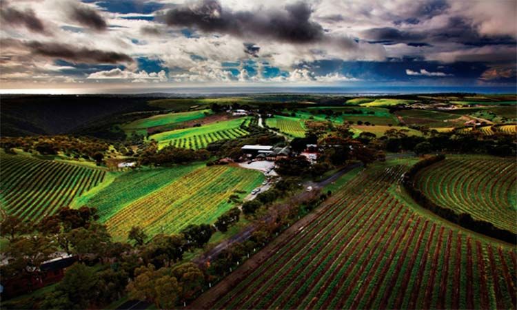 Photo of Interesting tour of McLaren Valley by Enotus