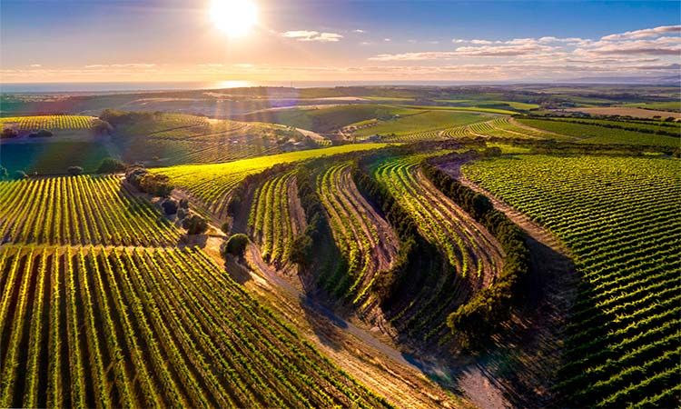 Photo of Interesting tour of McLaren Valley by Enotus