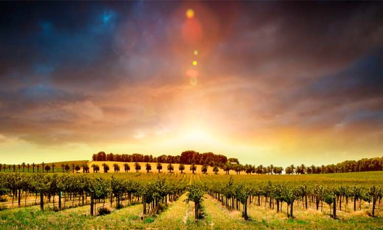 Photo of Interesting tour of McLaren Valley by Enotus