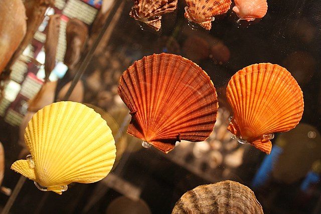 Photo of The coolest things to do in Adelaide – Keep the winter cold at bay by Pavithra Jinadasa