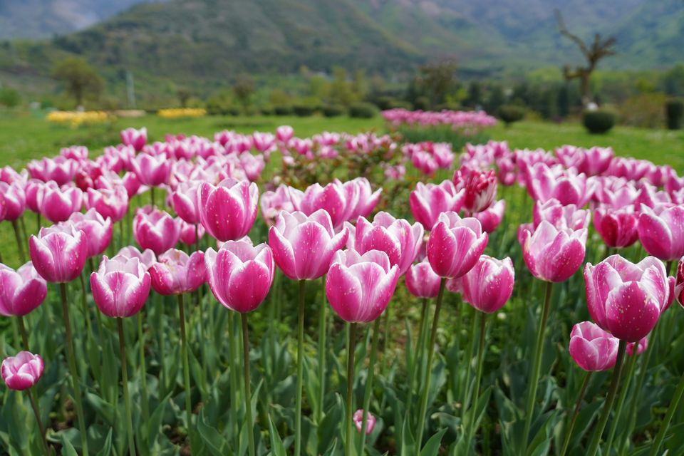 Photo of Love Nature? This is a Must Have Experience if You Are Visiting Kashmir Between March 20- May 2022. by Tanisha Mundra