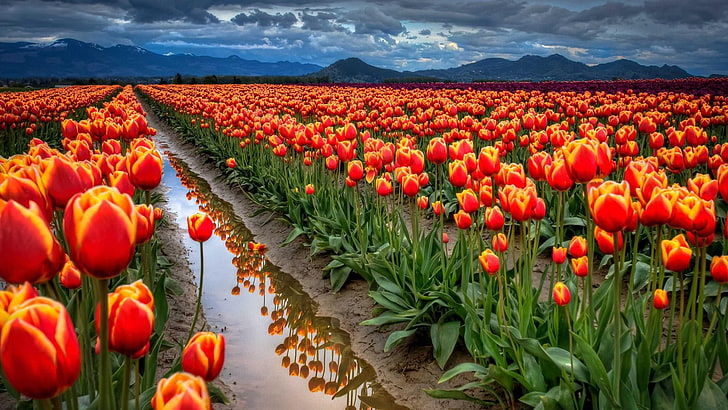 Photo of Love Nature? This is a Must Have Experience if You Are Visiting Kashmir Between March 20- May 2022. by Tanisha Mundra