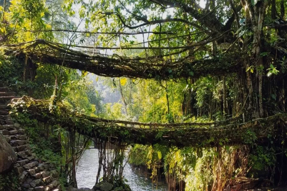 Photo of Living root bridge, Shillong Division by Tanisha Mundra