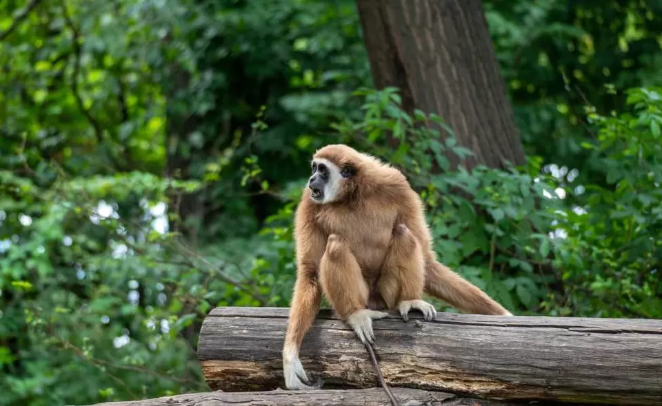Photo of Hoollongapar Gibbon Sanctuary, Jorhat by Tanisha Mundra
