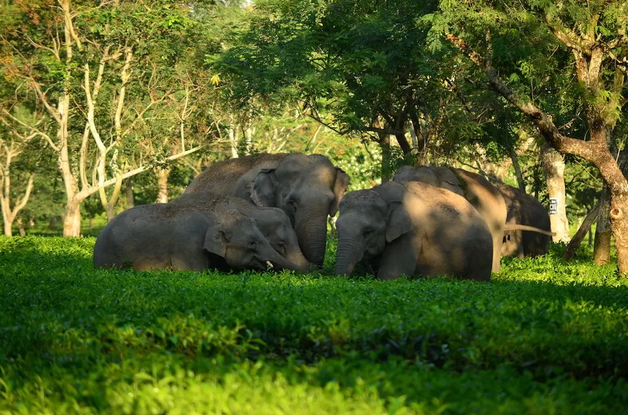 Photo of Bholaguri, Lower Assam Division by Tanisha Mundra