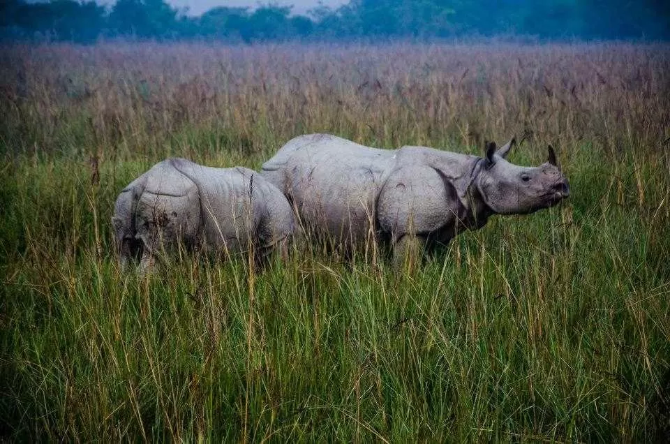 Photo of Pobitora Wildlife Sanctuary, Morigaon by Tanisha Mundra