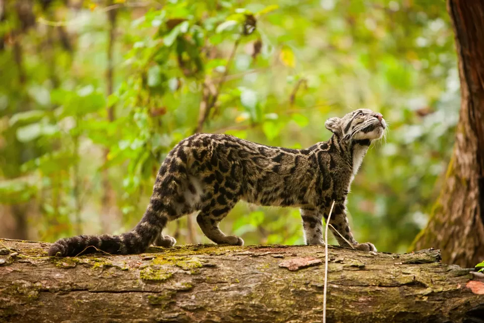 Photo of Manas National Park, Assam by Tanisha Mundra