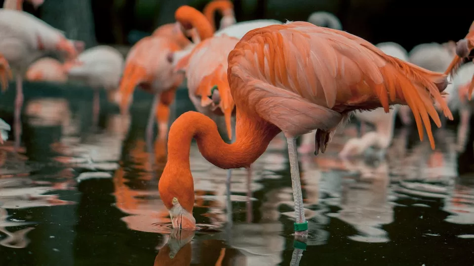 Photo of A Birdwatcher's Paradise: Exploring India's Top Birdwatching Hotspots by Varsha Banerjee