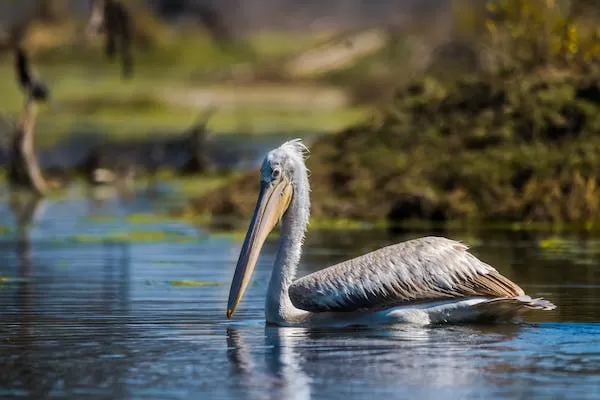 Photo of A Birdwatcher's Paradise: Exploring India's Top Birdwatching Hotspots by Varsha Banerjee