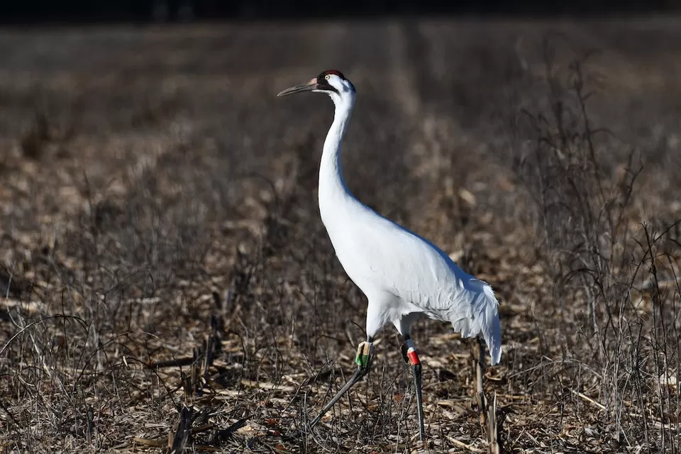 Photo of A Birdwatcher's Paradise: Exploring India's Top Birdwatching Hotspots by Varsha Banerjee