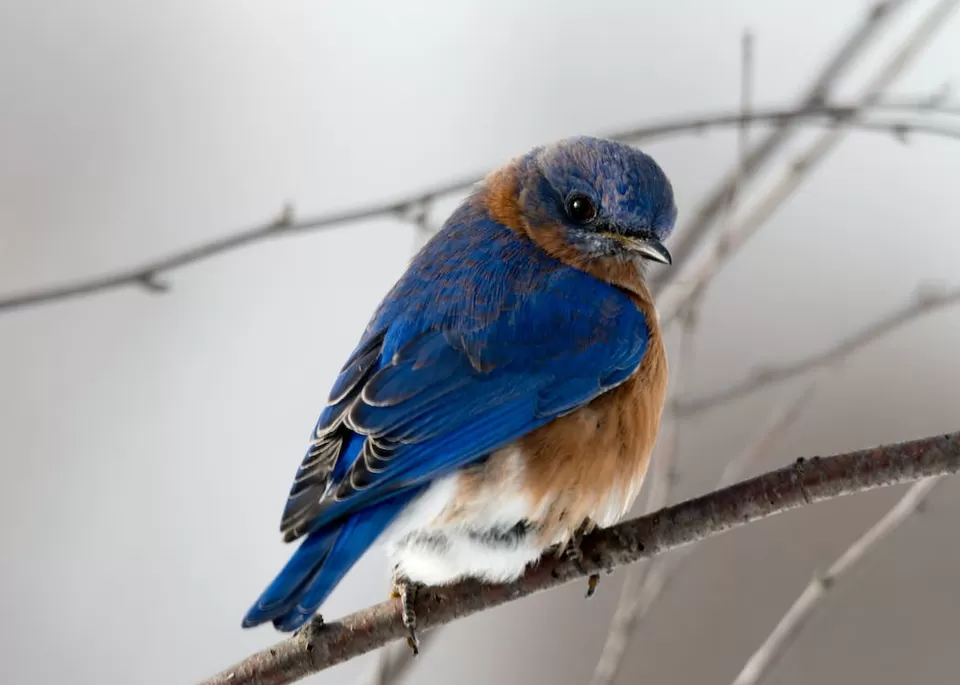 Photo of A Birdwatcher's Paradise: Exploring India's Top Birdwatching Hotspots by Varsha Banerjee