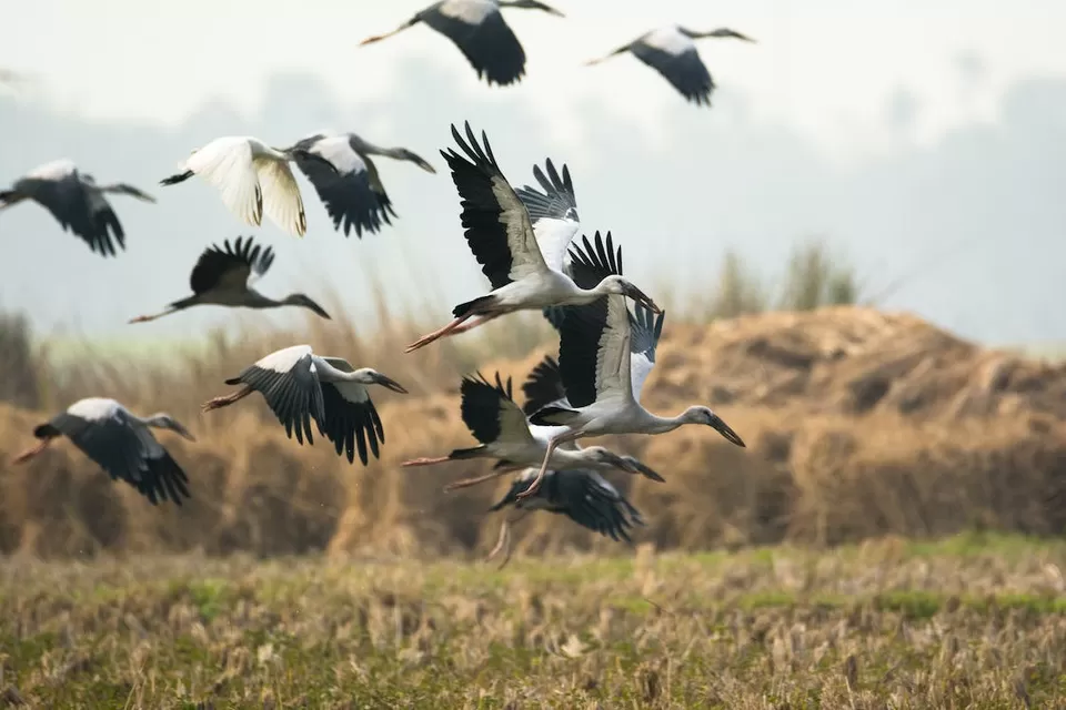 Photo of A Birdwatcher's Paradise: Exploring India's Top Birdwatching Hotspots by Varsha Banerjee