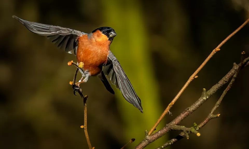 Photo of A Birdwatcher's Paradise: Exploring India's Top Birdwatching Hotspots by Varsha Banerjee