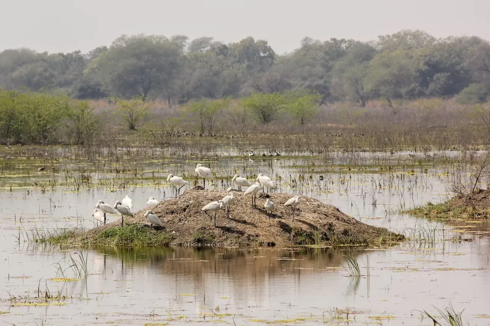 Photo of A Birdwatcher's Paradise: Exploring India's Top Birdwatching Hotspots by Varsha Banerjee