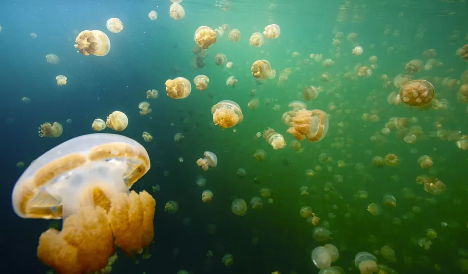 Photo of 5 World's Strangest Sights You Won't Regret Adding To Your Travel Bucketlist! by Varsha Banerjee