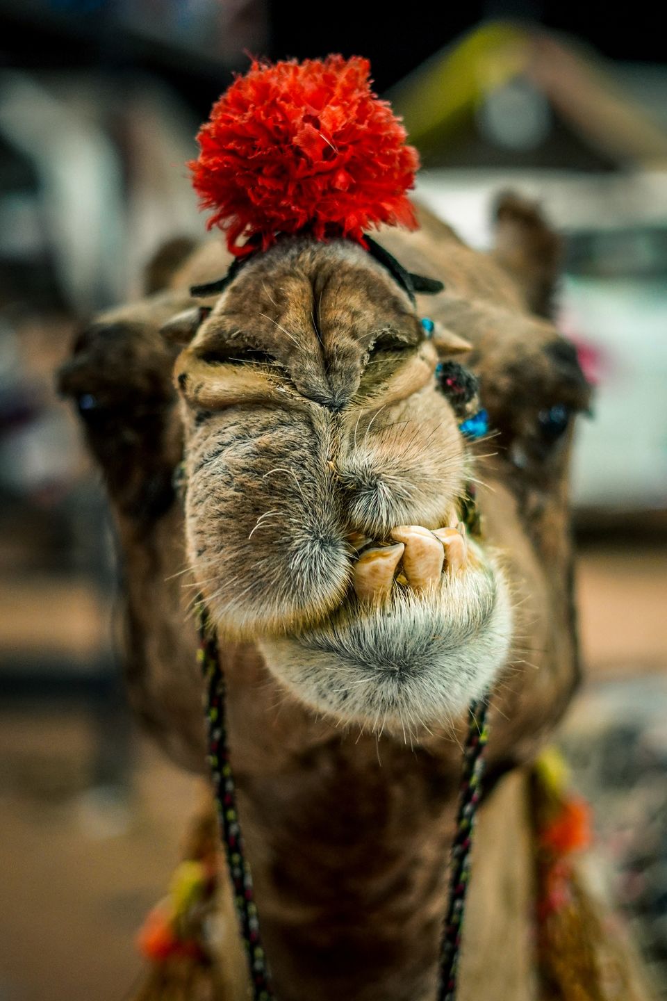 Photo of Pushkar 2022: A Camel fair without Camels by Jayant Jain