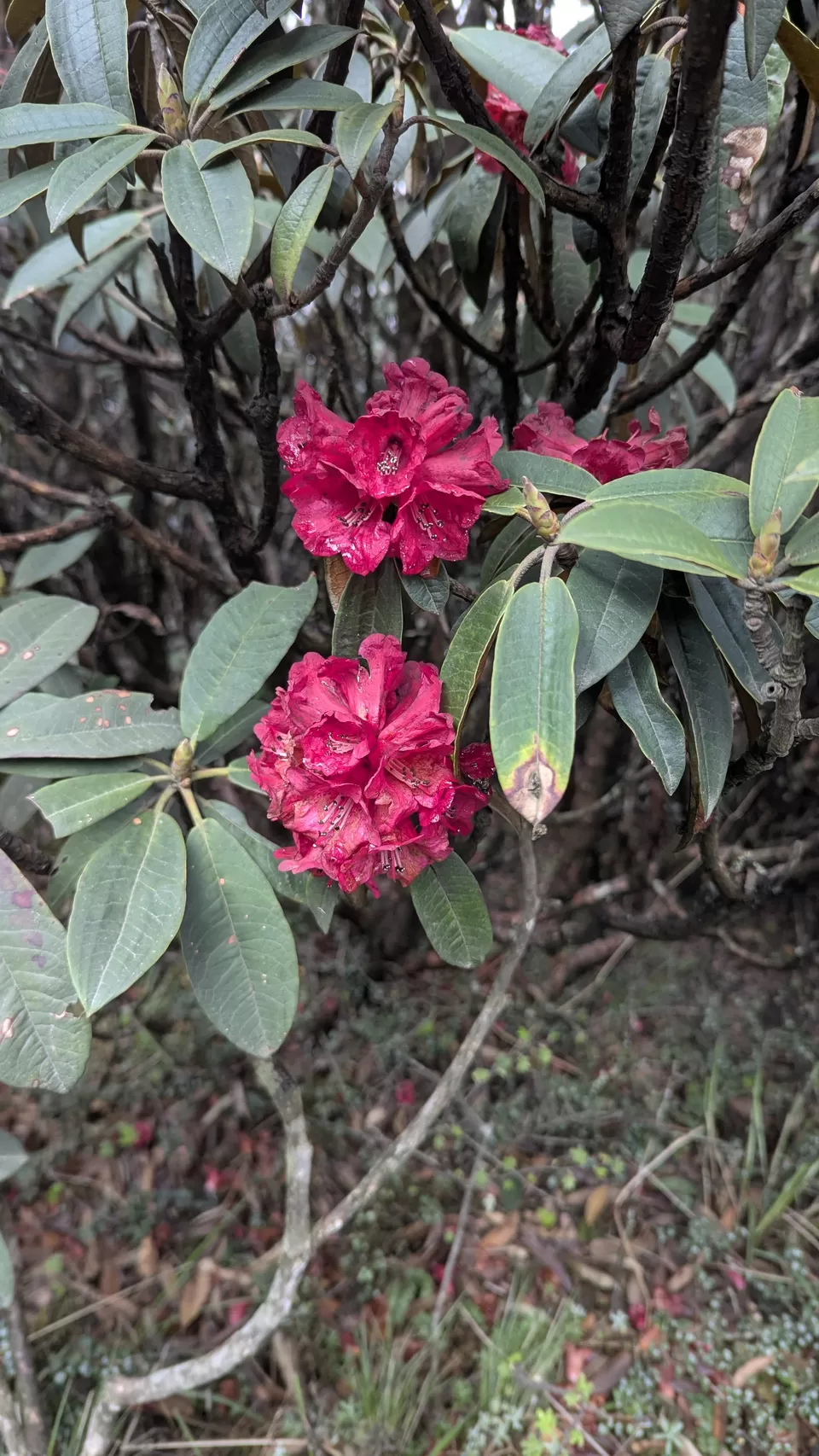 Photo of Phoktheydara–Singalila Top Trek: A Journey Through Rain, Fog, and Glimpses of Majesty by Meghna N Kushalappa