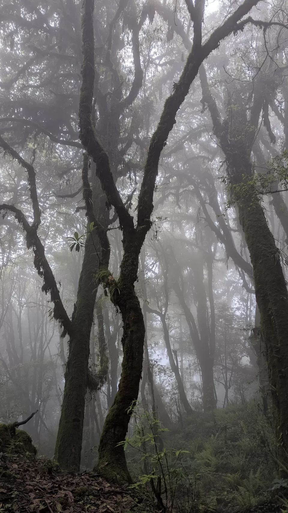Photo of Phoktheydara–Singalila Top Trek: A Journey Through Rain, Fog, and Glimpses of Majesty by Meghna N Kushalappa