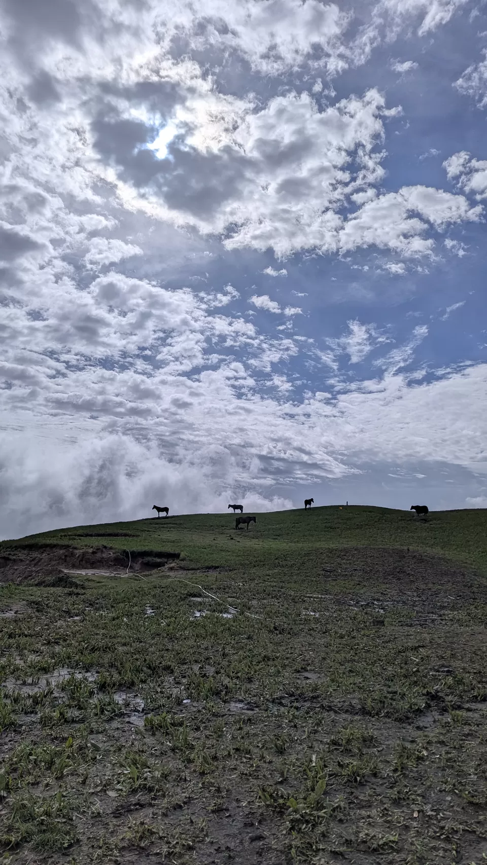 Photo of Phoktheydara–Singalila Top Trek: A Journey Through Rain, Fog, and Glimpses of Majesty by Meghna N Kushalappa