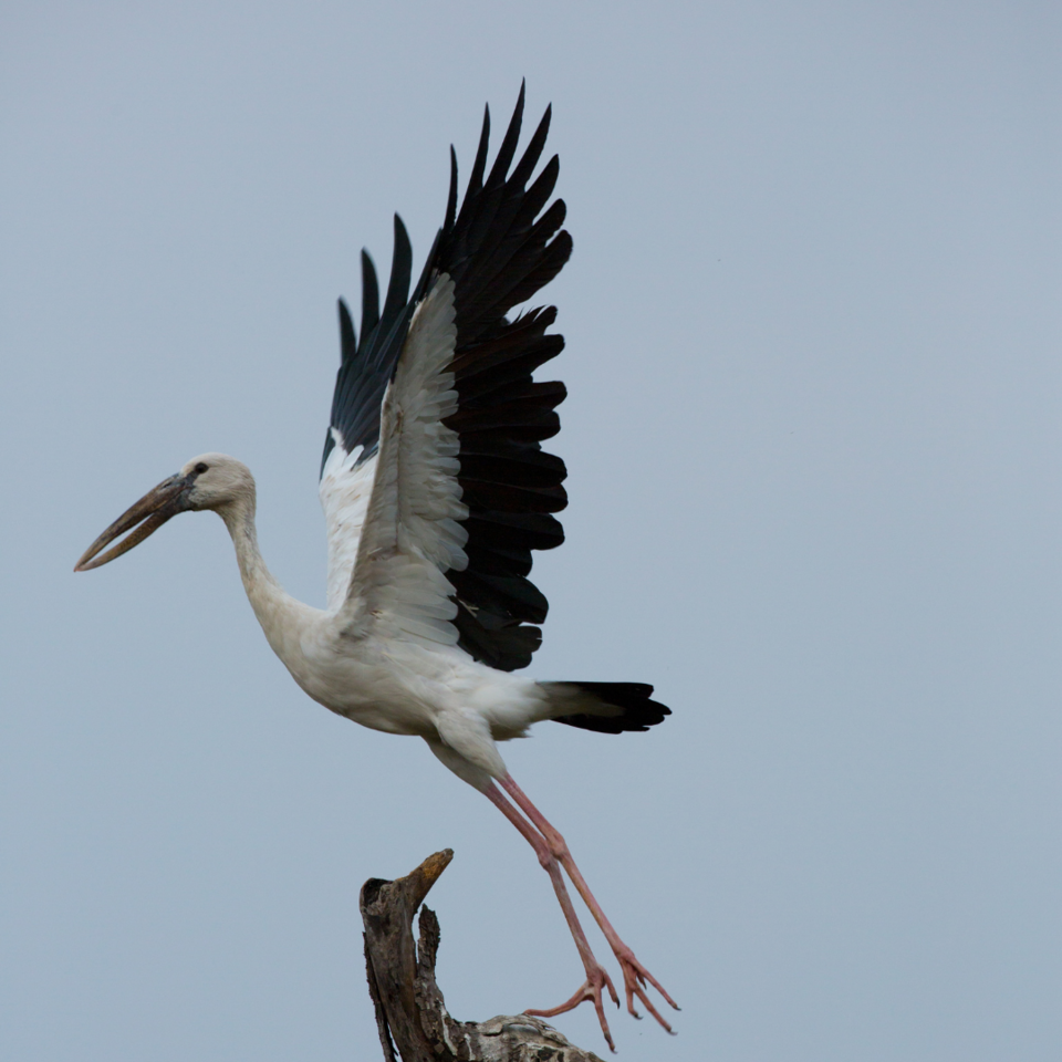 Photo of 5 Bird Watching Spots near Kolkata which you can't miss to visit by Sumit Majumdar