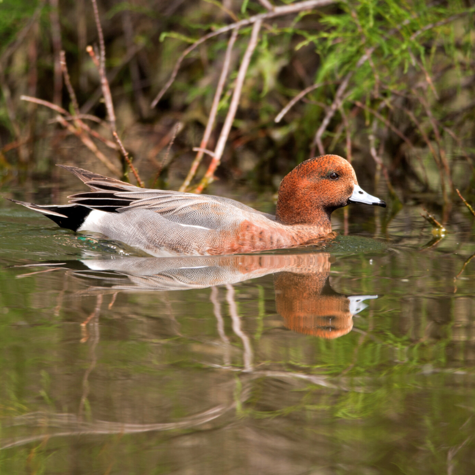 Photo of 5 Bird Watching Spots near Kolkata which you can't miss to visit by Sumit Majumdar