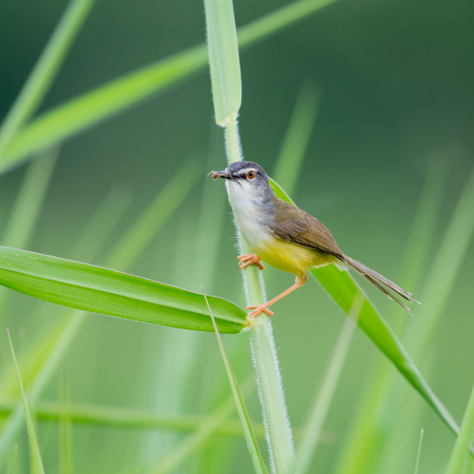 Photo of 5 Bird Watching Spots near Kolkata which you can't miss to visit by Sumit Majumdar