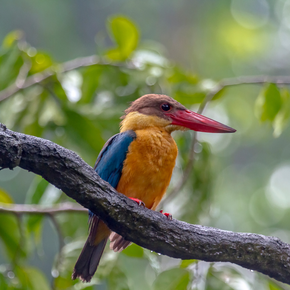 Photo of 5 Bird Watching Spots near Kolkata which you can't miss to visit by Sumit Majumdar
