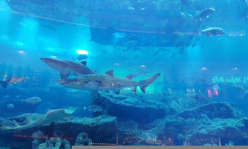 Photo of 5 Tours that you should not miss in Dubai Trip by Juliesan