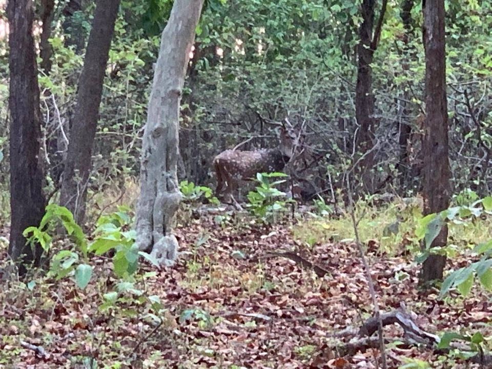 Photo of Debrigarh's jungle lore #TM2021 by Shrishti Sharma