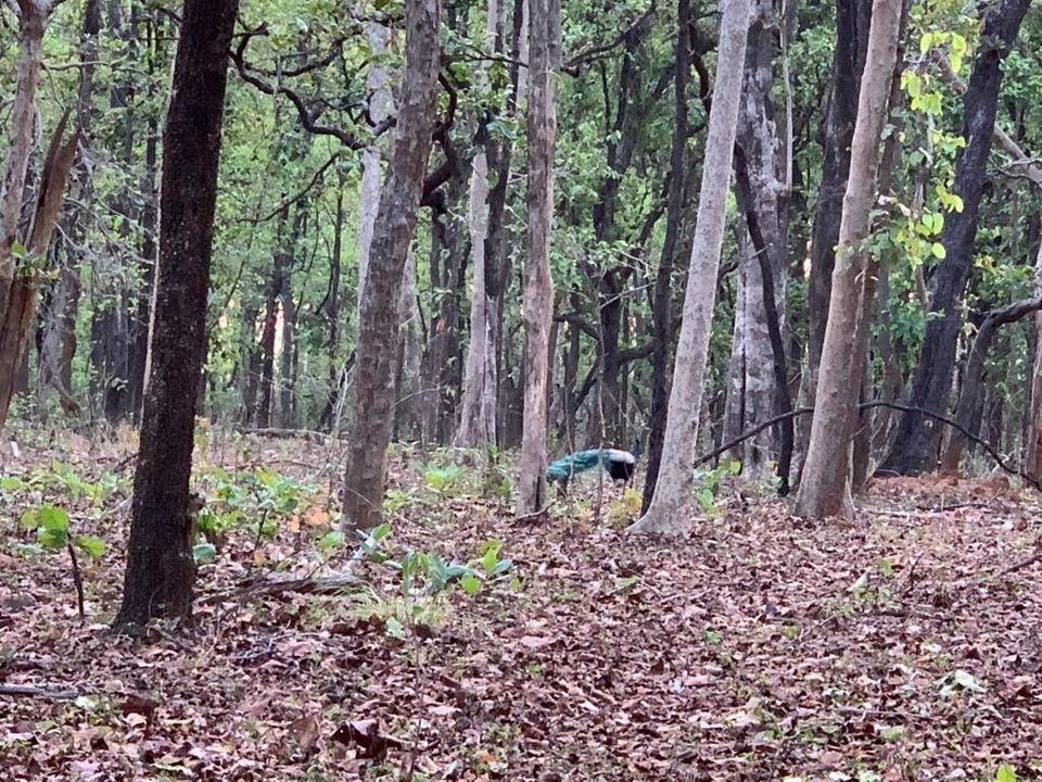 Photo of Debrigarh's jungle lore #TM2021 by Shrishti Sharma