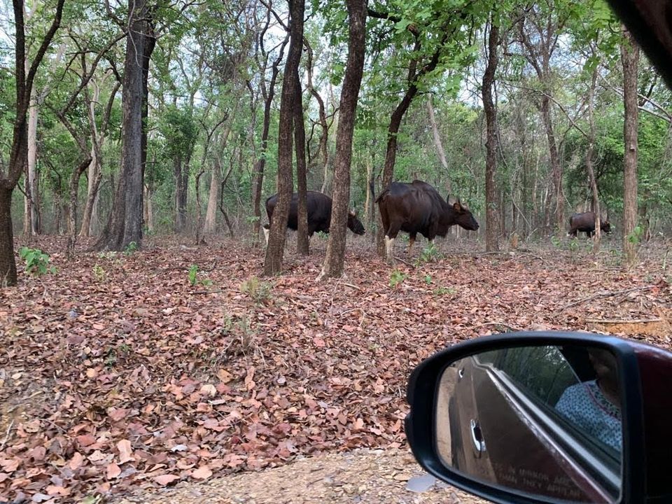 Photo of Debrigarh's jungle lore #TM2021 by Shrishti Sharma