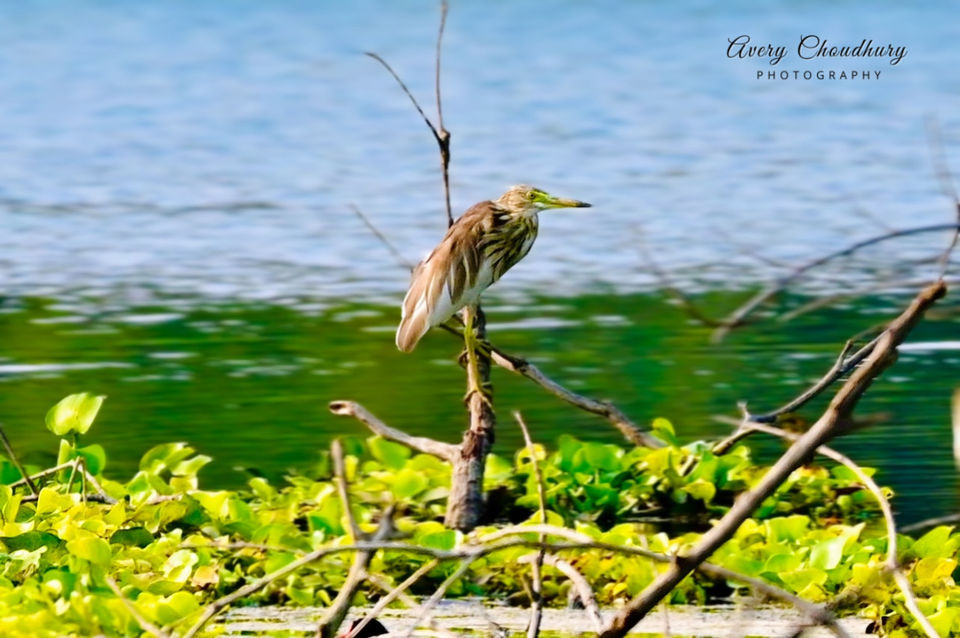 Photo of A Best Place for Bird Photography & Tourist Spot for Family and Couples to visit in the afternoon by Avery Choudhury
