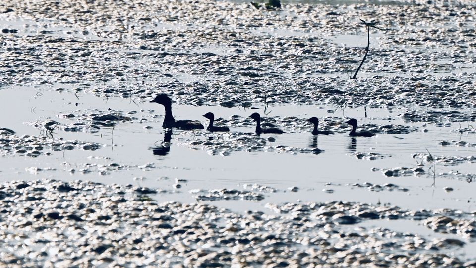 Photo of A Best Place for Bird Photography & Tourist Spot for Family and Couples to visit in the afternoon by Avery Choudhury
