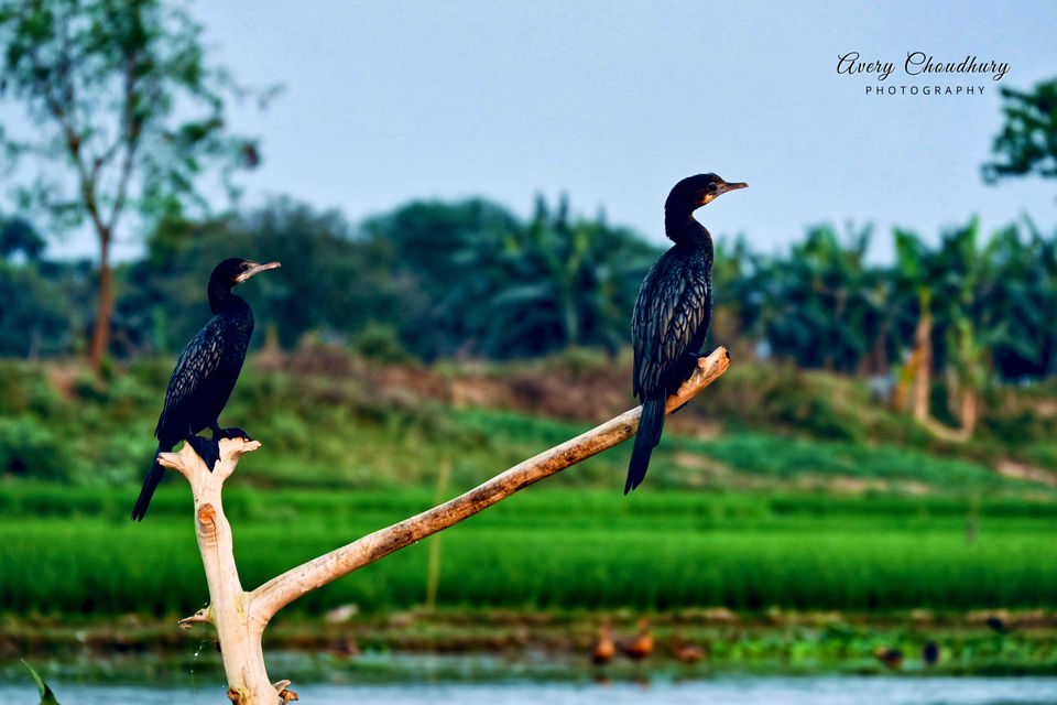 Photo of A Best Place for Bird Photography & Tourist Spot for Family and Couples to visit in the afternoon by Avery Choudhury