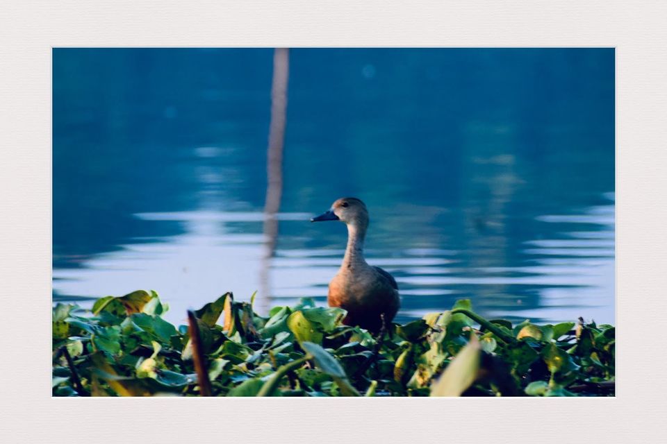 Photo of A Best Place for Bird Photography & Tourist Spot for Family and Couples to visit in the afternoon by Avery Choudhury