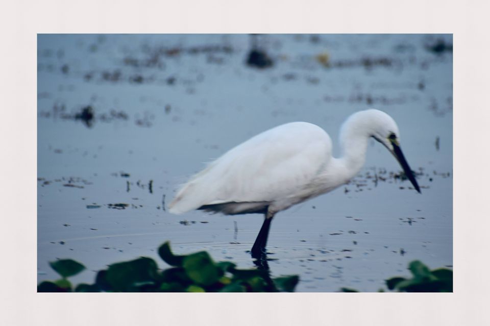 Photo of A Best Place for Bird Photography & Tourist Spot for Family and Couples to visit in the afternoon by Avery Choudhury