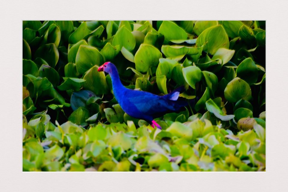 Photo of A Best Place for Bird Photography & Tourist Spot for Family and Couples to visit in the afternoon by Avery Choudhury