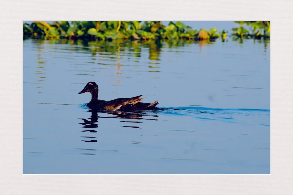 Photo of A Best Place for Bird Photography & Tourist Spot for Family and Couples to visit in the afternoon by Avery Choudhury