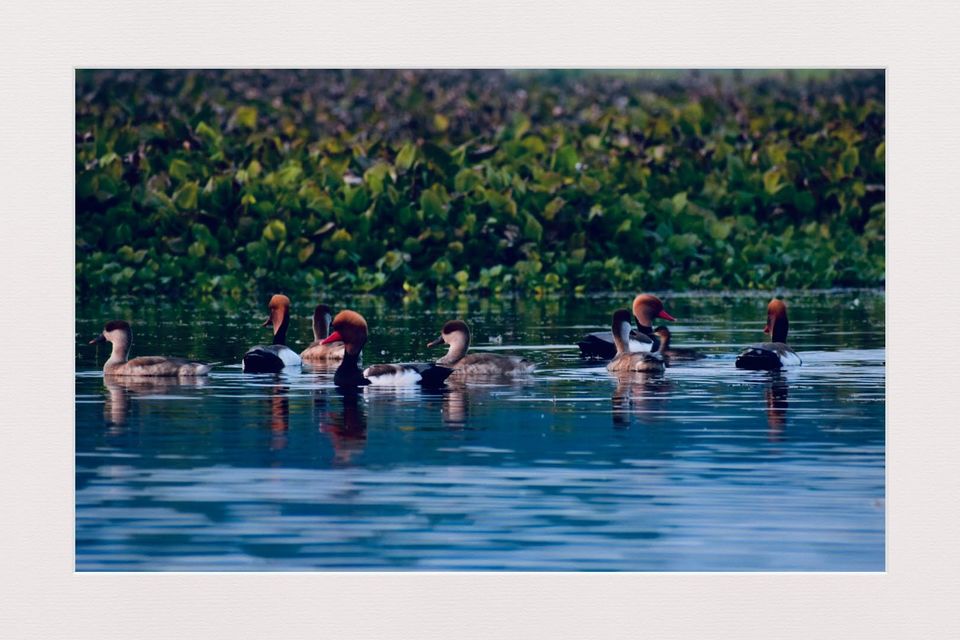 Photo of A Best Place for Bird Photography & Tourist Spot for Family and Couples to visit in the afternoon by Avery Choudhury