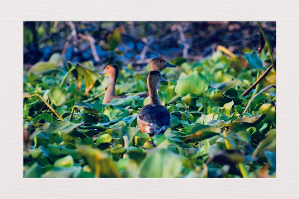 Photo of A Best Place for Bird Photography & Tourist Spot for Family and Couples to visit in the afternoon by Avery Choudhury