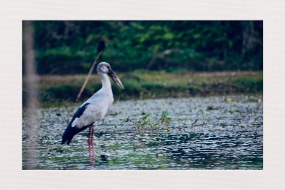 Photo of A Best Place for Bird Photography & Tourist Spot for Family and Couples to visit in the afternoon by Avery Choudhury